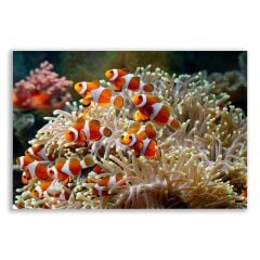 Palyaço Balığı Tablosu  - ANL121