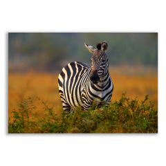 Zebra Tablosu  - ANL124
