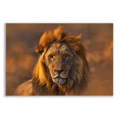 Ormanlar Kralı Aslan Tablosu  - ANL130 EBAT = 90 CM X 60 CM