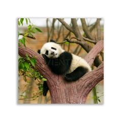 Uyuyan Yavru Panda  Tablosu - ANL102